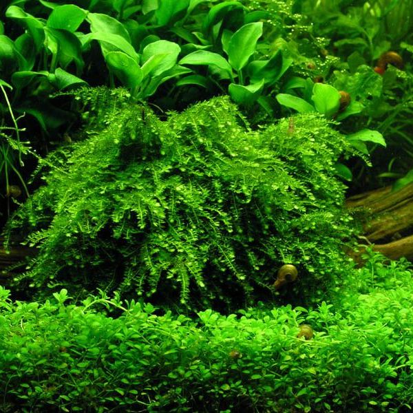 Weeping Moss Vesicularia ferriei 5*5 Yeni Sarım